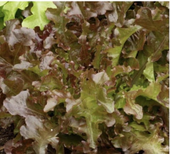 Semillas Lechuga Flecha Tornasol en internet