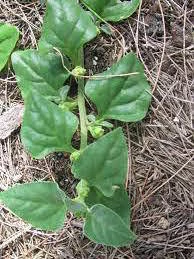 Semillas Espinaca Rastrera - SITOPIA