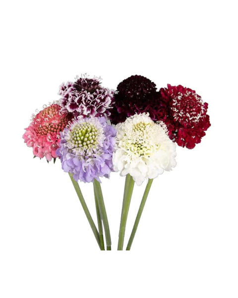 Semillas Escabiosa Mix - comprar online