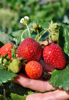 Semillas Frutilla en internet
