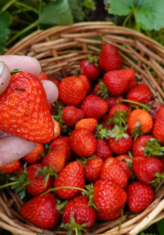 Semillas Frutilla - SITOPIA