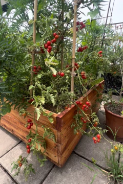 Semillas Tomate Cherry Mini Citlali - SITOPIA