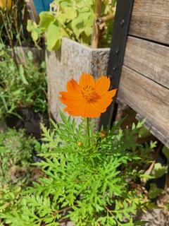 Semillas Coreopsis Lanceolata en internet