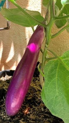 Semillas Berenjena Scarlet - SITOPIA
