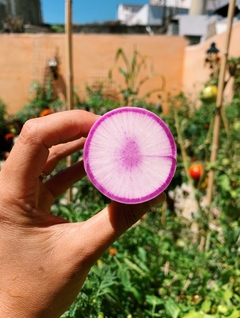 Semillas Rabanito Daikon - SITOPIA
