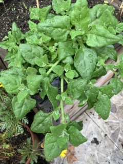 Semillas Espinaca Rastrera en internet