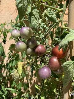 Semillas Tomate Cherry Baby Blue - SITOPIA