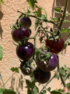 Semillas Tomate Cherry Baby Blue en internet