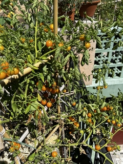 Semillas Tomate Cherry Gold - SITOPIA