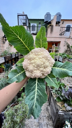 Semillas Coliflor Bola de Nieve en internet