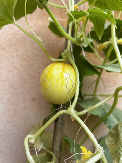 Semillas Pepino Limón en internet