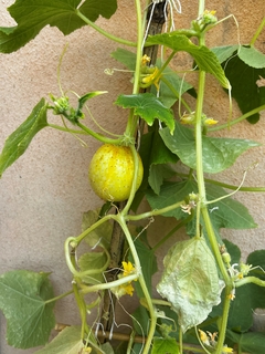 Semillas Pepino Limón - SITOPIA