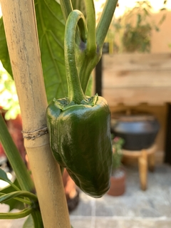 Semillas Chile Ancho Poblano - SITOPIA