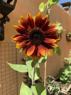 Semillas Girasoles Mix - SITOPIA