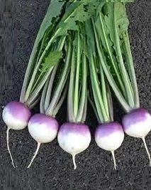 Semillas Nabo Blanco Cuello Violeta - SITOPIA