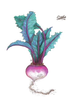 Semillas Nabo Blanco Cuello Violeta en internet