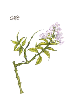 Semillas Cedrón en internet