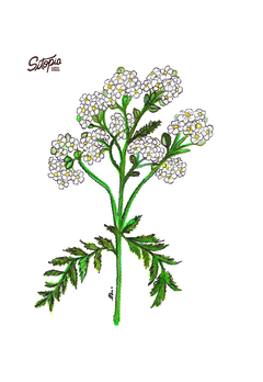 Semillas Achilea Blanca - comprar online