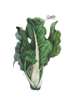 Semillas Acelga Verde Anual - comprar online