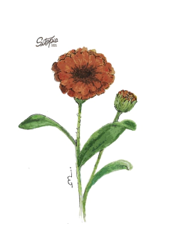 Semillas Caléndula Mix - comprar online