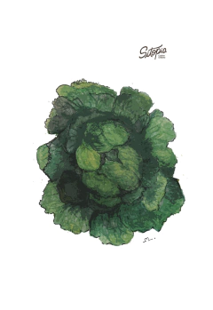 Semillas Lechuga Brisa - comprar online