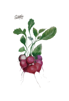 Semillas Rabanitos de Colores mix (Huevo pascua) - comprar online