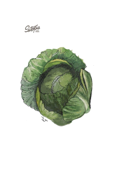 Semillas Repollo Corazón de Buey - comprar online