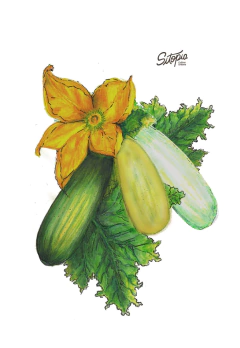 Semillas Zucchini Mix - comprar online