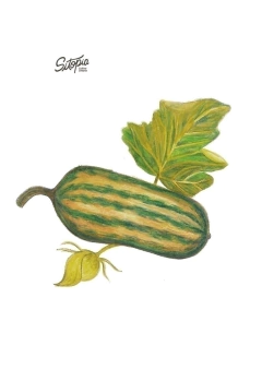 Semillas Zapallo Delicata - comprar online