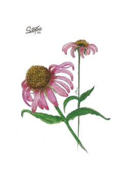 Semillas Echinacea Púrpura - comprar online