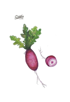 Semillas Rabanito Daikon - comprar online