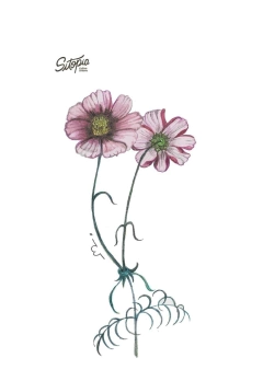 Semillas Flor Cosmos - comprar online