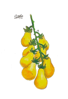 Semillas Tomate Cherry Pera Gold - comprar online