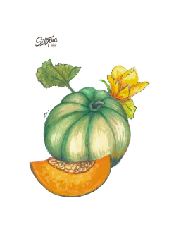 Semillas Melon Charentais - comprar online