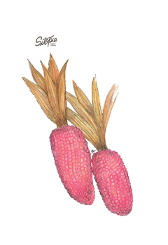 Semillas Maíz Popcorn Fresa - comprar online