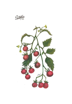 Semillas Tomate Cherry Chocolate - comprar online