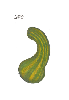 Semillas Zapallo Rayado - comprar online