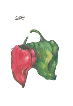 Semillas Chile Ancho Poblano - comprar online