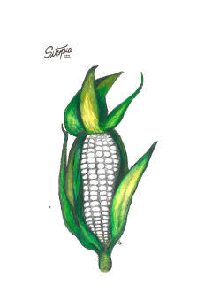 Semillas Maíz Opaco - comprar online