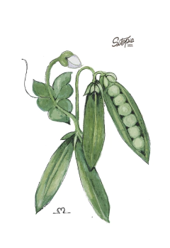 Semillas Arveja Utrillo - comprar online