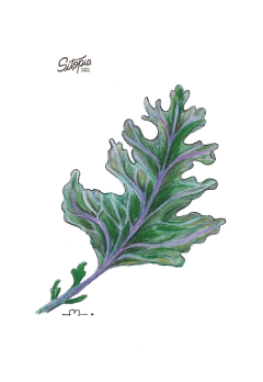 Semillas Kale Ruso Rojo - comprar online