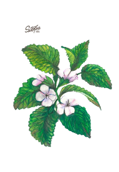 Semillas Menta Melisa - comprar online