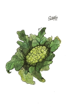Semillas Coliflor Vita Verde - comprar online