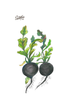 Semillas Rabanito Negro - comprar online