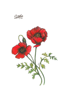 Semillas Amapolas Mix - comprar online
