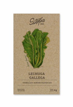 Semillas Lechuga Gallega