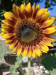 Semillas Girasol Red Sun - comprar online