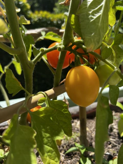 Imagen de Semillas Tomate Cherry Pera Gold