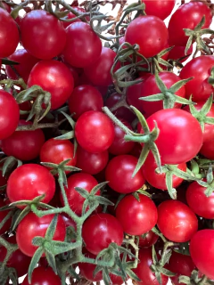 Semillas Tomate Cherry Mini Citlali en internet