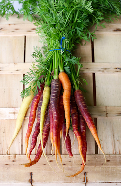 Semillas Zanahorias de Colores Mix en internet